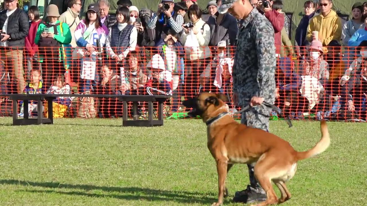 4K】不審者に対して容赦なし！「警備犬訓練展示」。築城基地航空祭