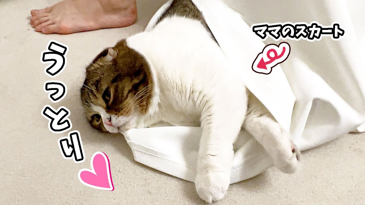 5日ぶりに再会したママのスカートに潜って安心しきちゃった猫w - YouTube