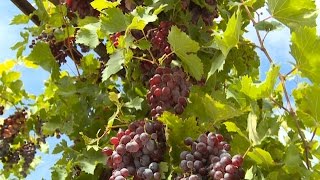 Sur la route des vins : le vignoble révolutionnaire du Vaucluse