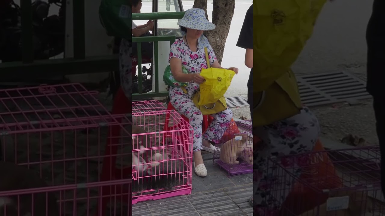 Uncovering the Dark World of Wildlife Trafficking