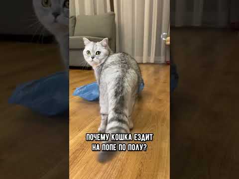 Вот почему кошка ездит на попе по полу #кот #коты #shorts