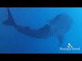 23.04.22 - Lux Beyru & Napoleon Reef (Whale Shark)