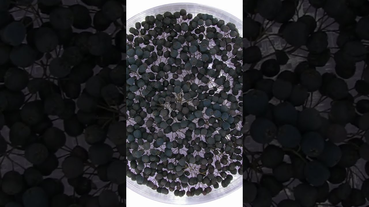 Aronia Berries (Chokeberries) Will Bring These Benefits to You 