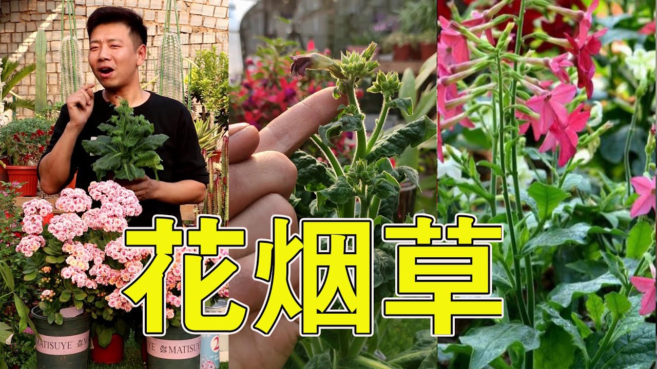 Flowering Tobacco Has A Huge Blooming Quantity And Simple Maintenance Method Youtube