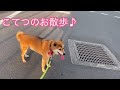 【夏の思い出】こてつのお散歩♪