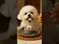 【ASMR】Mimi Eats Black Sesame Pudding 🍮🖤 | ミミと黒ゴマプリン #pets #咀嚼音 #cute