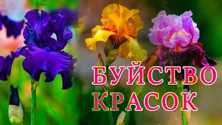 Карнавал красок в Никитском саду - лучший Иридарий в стране. #crimea #irises #никитскийсад