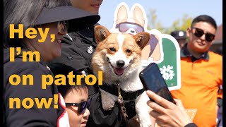 Fuzai the Corgi Steals the Show at Weifang International Kite Festival #corgi #funny #dog