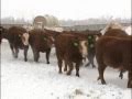 2011  super baldies  mc quantock canadas bulls red angus simmental hybrids