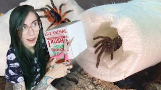 Unboxing RARE Lava Spider & BOLTY BABOON Tarantulas