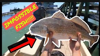 North Carolina Red Drum Bridge Fishing | Using CRABS For Bait