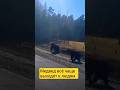 🐻Медведей все чаще замечают в Беларуси в близи населённых пунктов #новости #беларусь