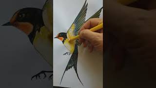 رسم طائر السنونو للمبتدئين