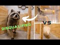 Who is Smarter? Giant Maze! Raccoons vs Ferrets vs Cats!