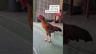 Peternakn Ayam KUB2 Ponorogo 081 330 92 6556 #ponorogo #ayam #ternakayam #peternakmuda #peternakayam Peternakn Ayam KUB2 Ponorogo 081 330 92 6556 #ponorogo #ayam #ternakayam #peternakmuda #peternakayam