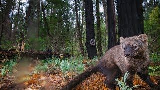 Forgotten But Not Gone: The Pacific Fisher | bioGraphic