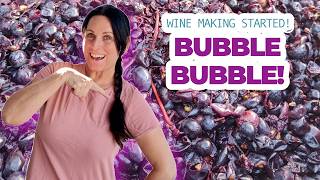 Wine Making Has Started | Grape Fermentation | Portugal Farm Life #153