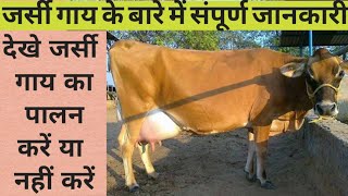Jersey cow | jersey cattle |cows | जर्सी गाय | jarsi cow