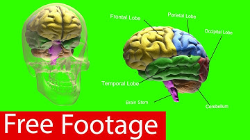 free footage - green screen animated video of the brain and skull