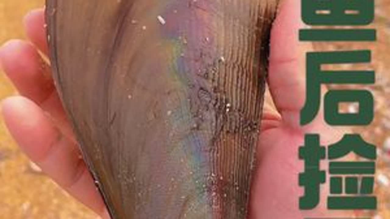 剑鱼台风过后沙滩收获第2集#赶海 #捡贝壳 #大海的馈赠 #种草激励计划 #日常分享