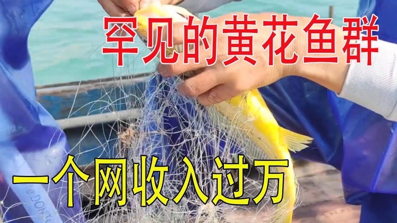 【合集】遇到罕见的黄花鱼群，一个网收获要过万元，场面相当的震撼【南澳岛记录员彪哥】