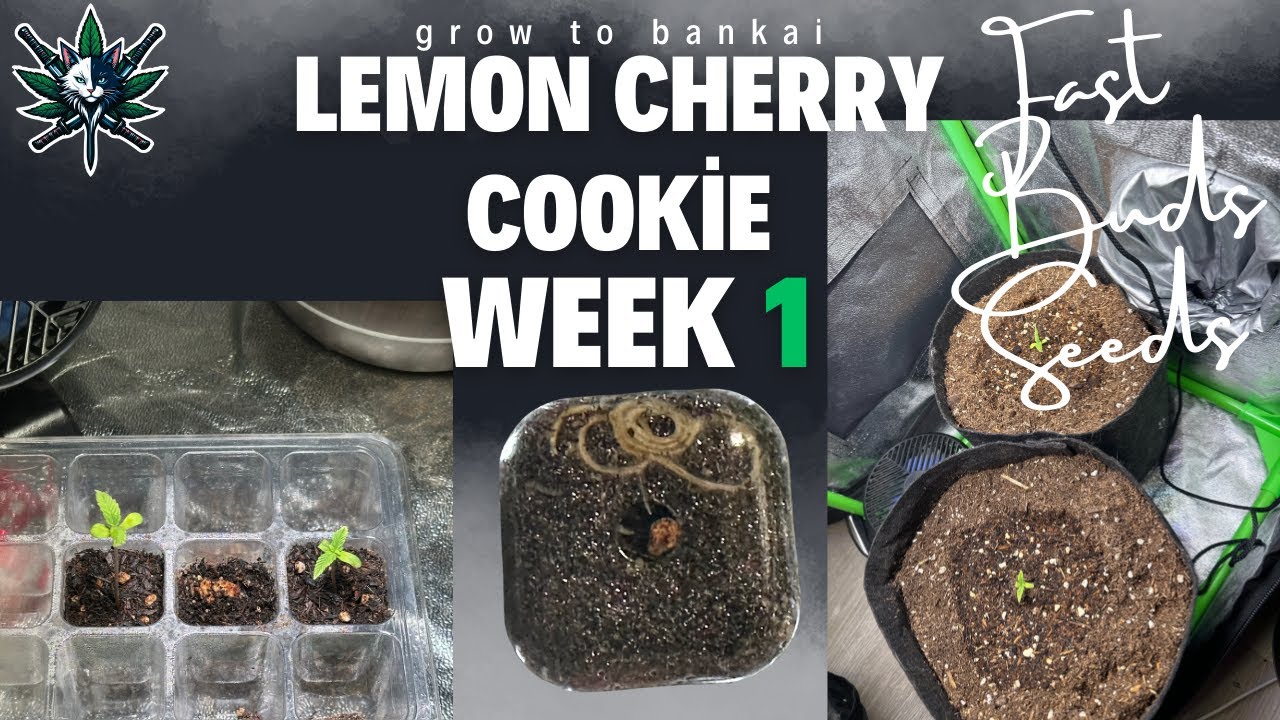 Fast Buds Lemon Cherry Cookies – First Week Growth & Mycorrhiza Test 🌱
