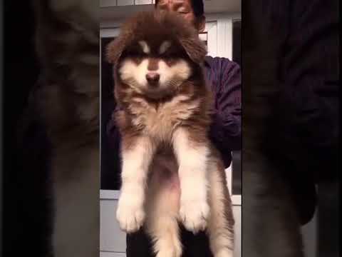 Mua bán chó cảnh - bán buôn Alaska