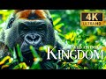 Capture de la vidéo Wild Adventure Kingdom 4K 🐾  Magnificent Wild World Madness Movie With Calm Piano Music & Nature