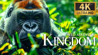 Wild Adventure Kingdom 4K 🐾  Magnificent Wild World Madness Movie With Calm Piano Music & Nature