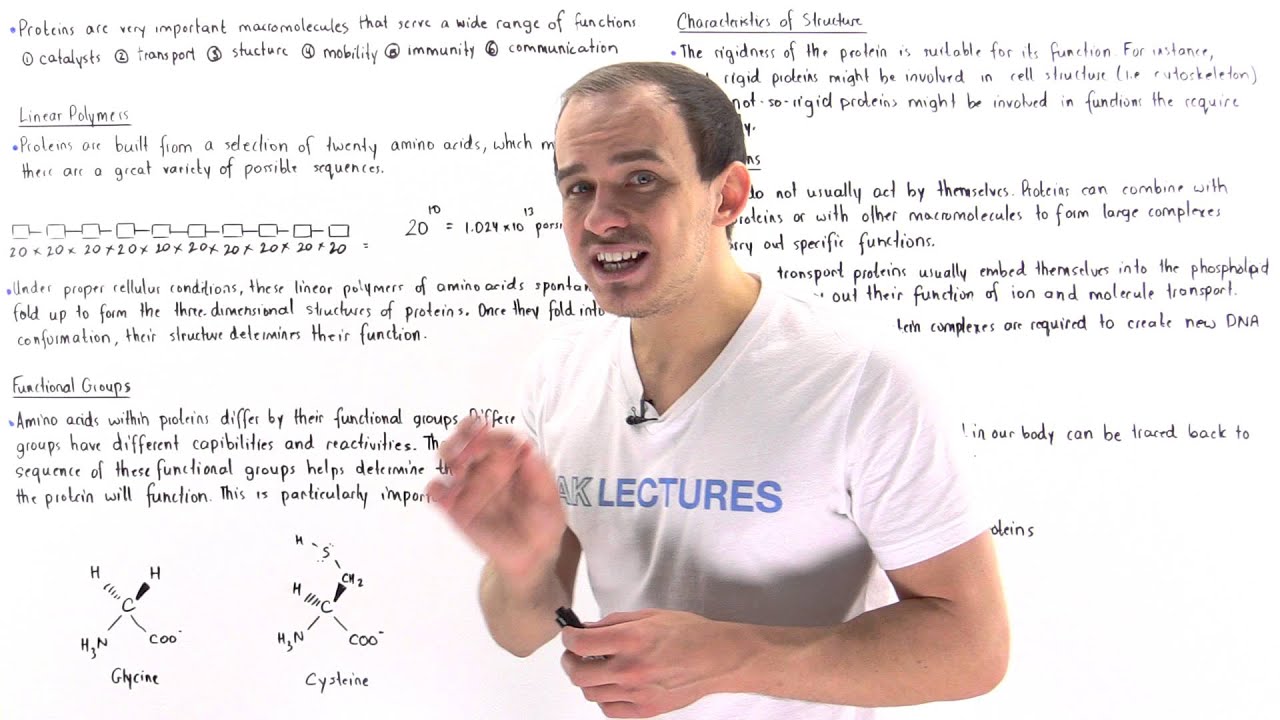 Introduction to Proteins