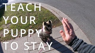 How to Teach Your Puppy to Stay (E19) #12weekpuppychallenge by Social Puppy 5,784 views 5 years ago 3 minutes, 7 seconds