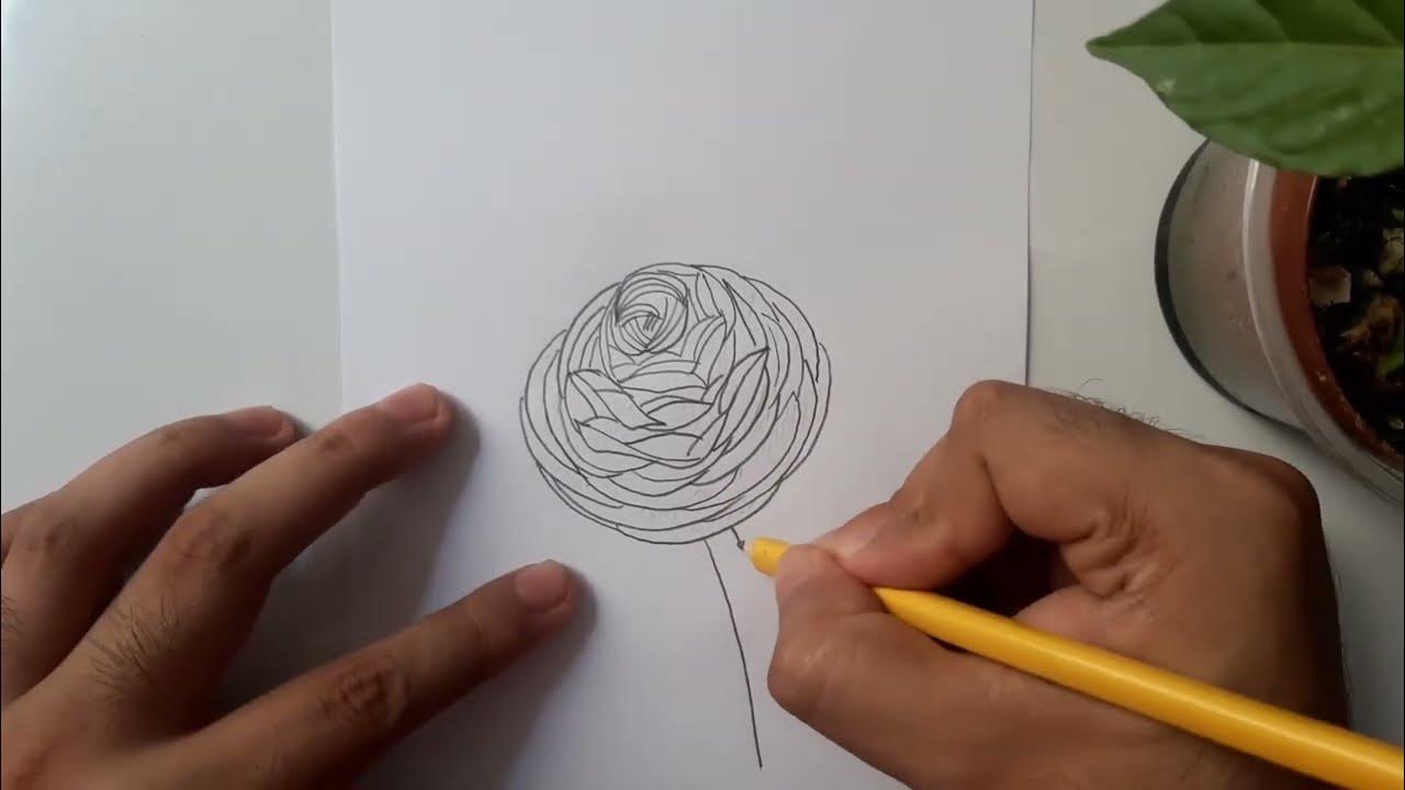 How to draw Ranunculus flower YouTube