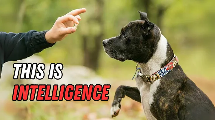 How To Tell If Your Dog Is A Genius