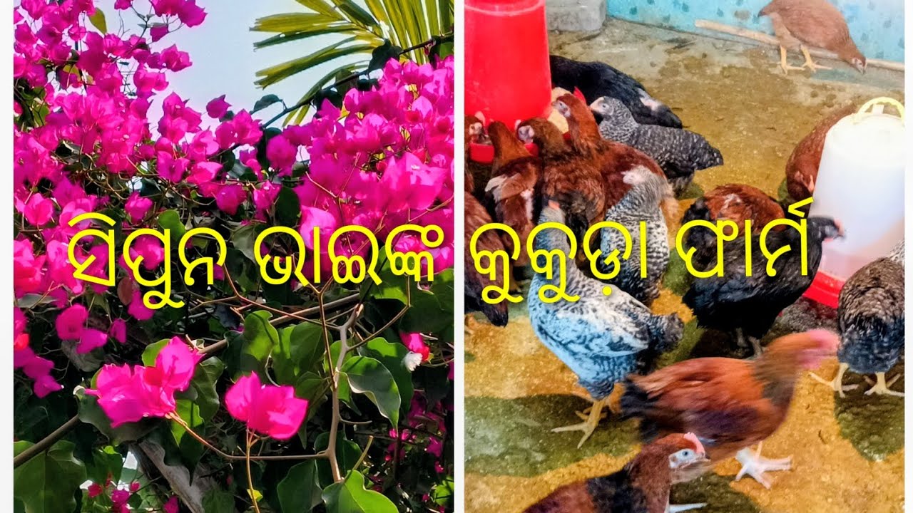 ସିପୁନ  ଭାଇଙ୍କ  କୁକୁଡ଼ା ଫାର୍ମ 👍👍👍🥰🥰