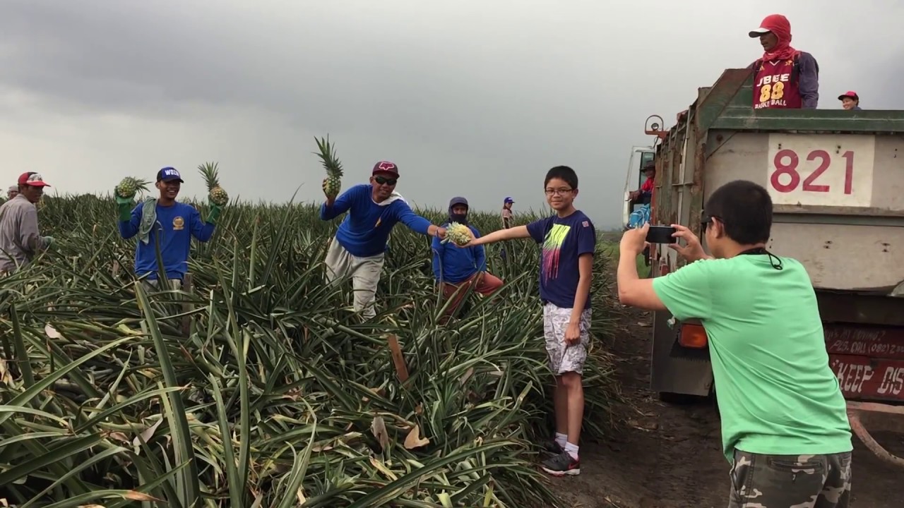 DOLE Pineapple Plantation at Polomolok, South Cotabato 🇵🇭 YouTube