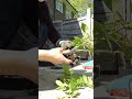 Snip into Calm | Rose Pruning ASMR 🌹