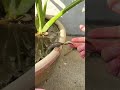 3 The moment the little dragon, prone to throwing tantrums, hunts its prey 爱耍小脾气的小奶龙捕食瞬间 #animals