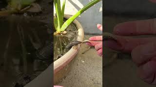 3 The moment the little dragon, prone to throwing tantrums, hunts its prey 爱耍小脾气的小奶龙捕食瞬间 #animals