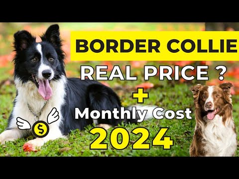 What's the Price of a Border Collie in 2023?