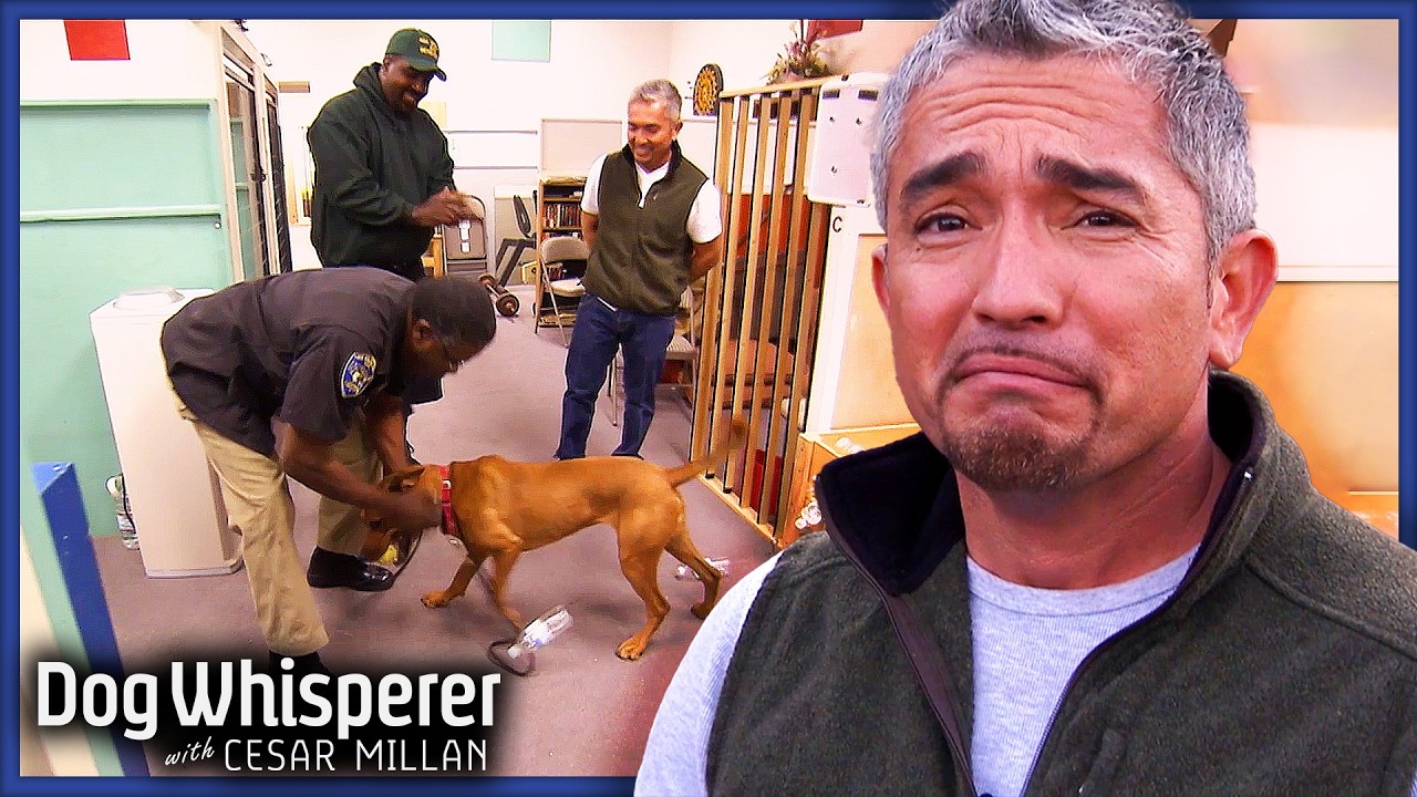 Cesar's Center Is The Last Stop For Ridgeback Mix l Dog Whisperer With ...