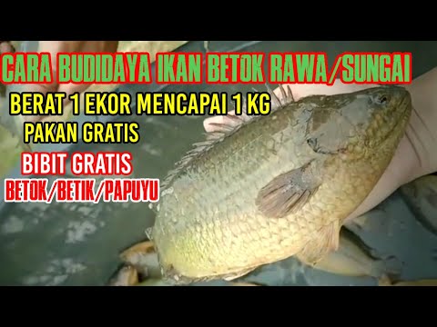 Cara Membela Ikan Puyu
