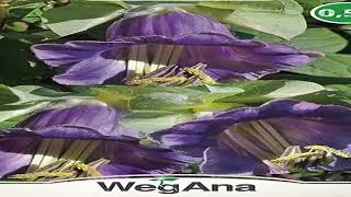 Kobea Violet Vnering Seeds 0.5G Wegana Flowers