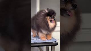 Phối giống chó phốc sóc màu black&tan siêu nhỏ, siêu đẹp | Bánh Bò Pomeranian #phocsoc #pomeranian