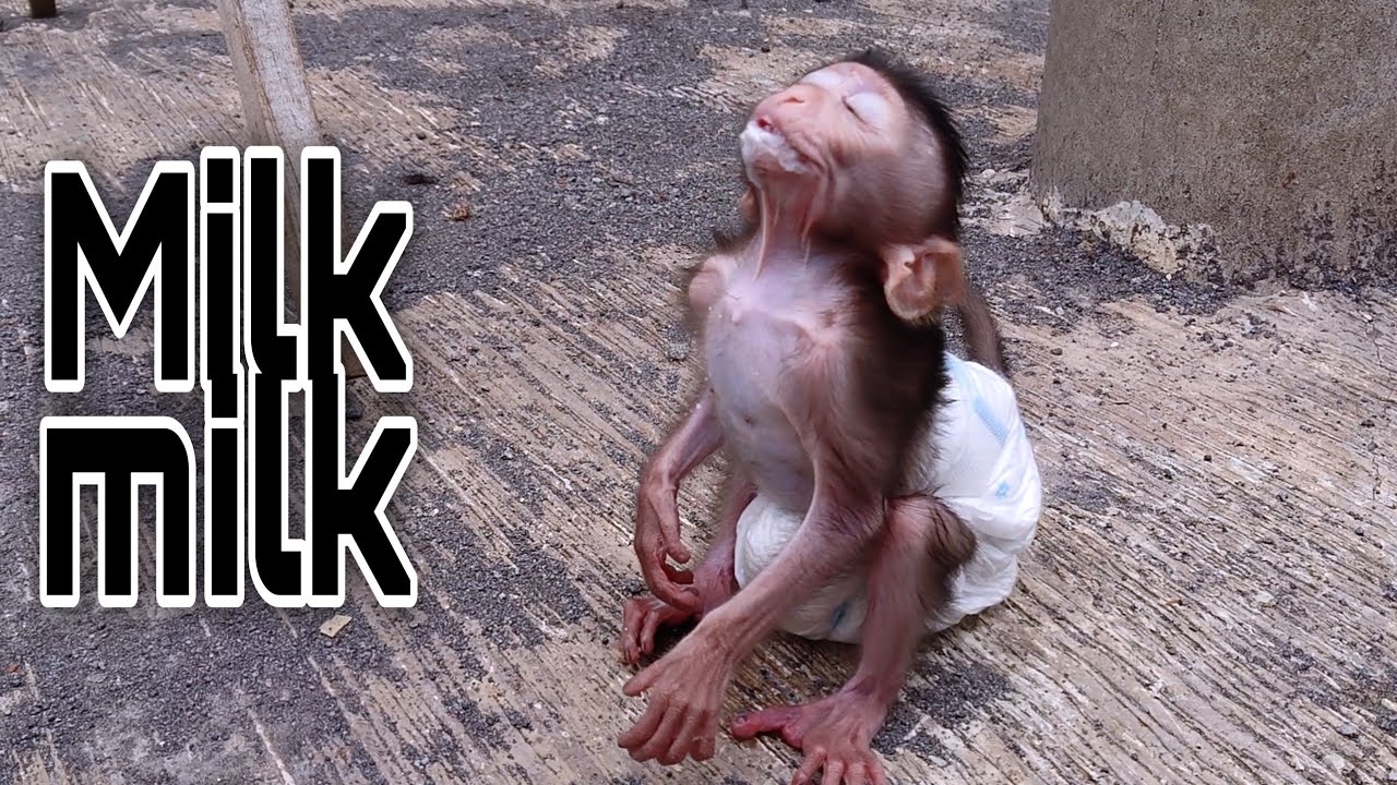 Lun Lun monkeys playing thirsty for milk