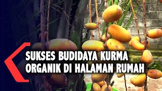 Warga Kediri Berhasil Tanam Kurma Organik di Halaman Rumah