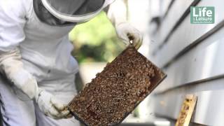 Urban Beekeeping