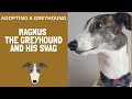 Adopting a Greyhound - Magnus and his stuff