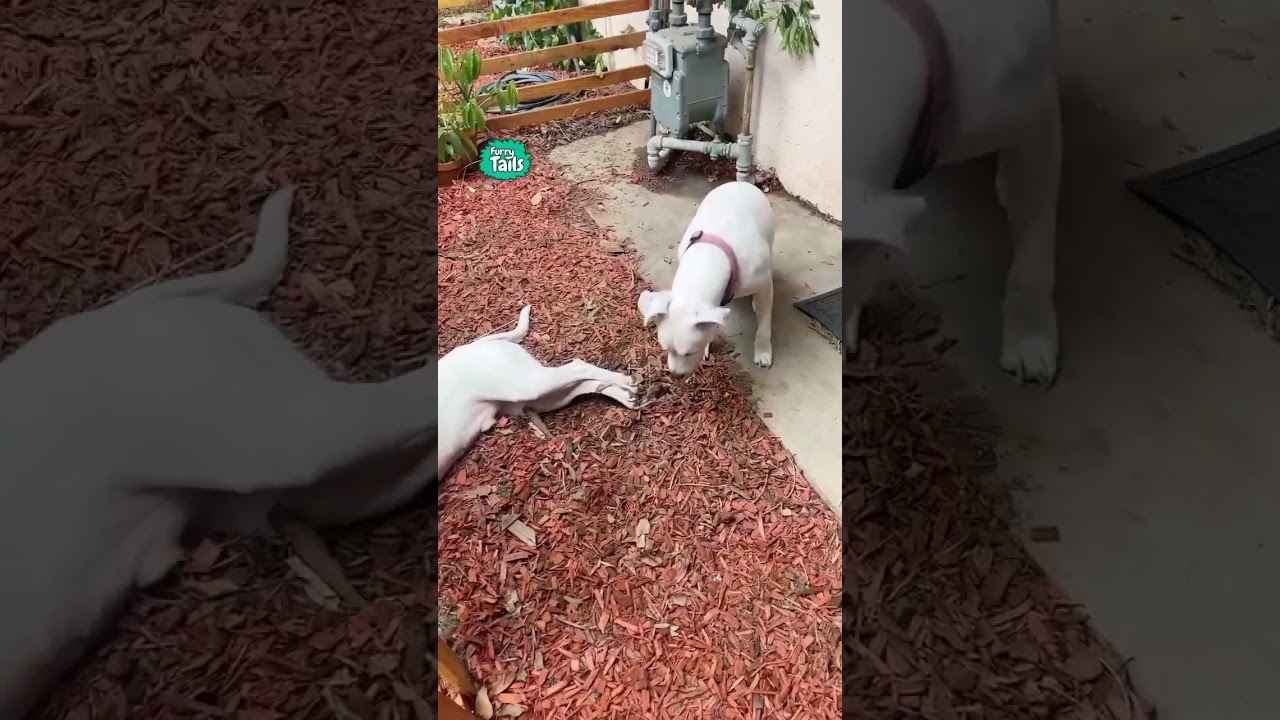 Work smart not hard 😂 #dogs #funny