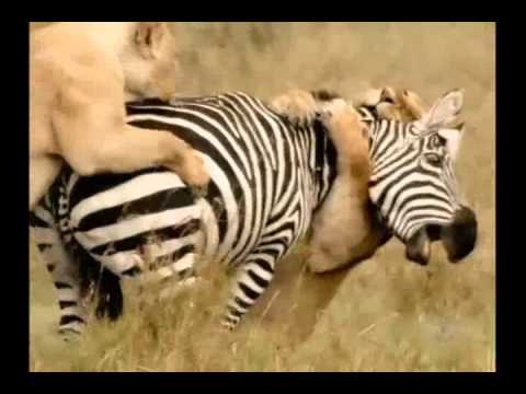 Leões caçando na savana africana