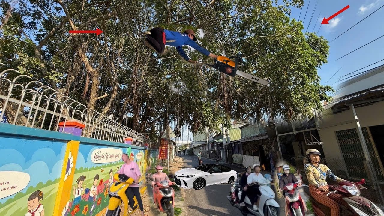 Cưa Hàng Cây Xanh Ngây Trường Học Quá Nhiều Xe Chạy Qua Lại Dây Điện Quá Nhiều 
